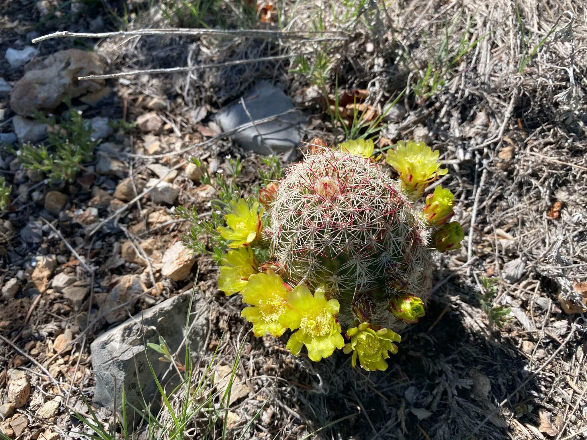 Echinocereus viridiflorus